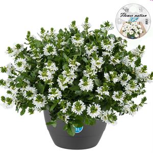 Bild von HP27 o.kl. Scaevola White
